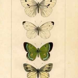 Meet your Posher, Zoe